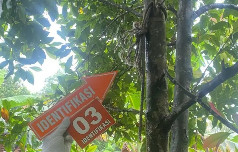 Warga Tlogowungu Digegerkan Penemuan Pria Gantung Diri di Area Kebun