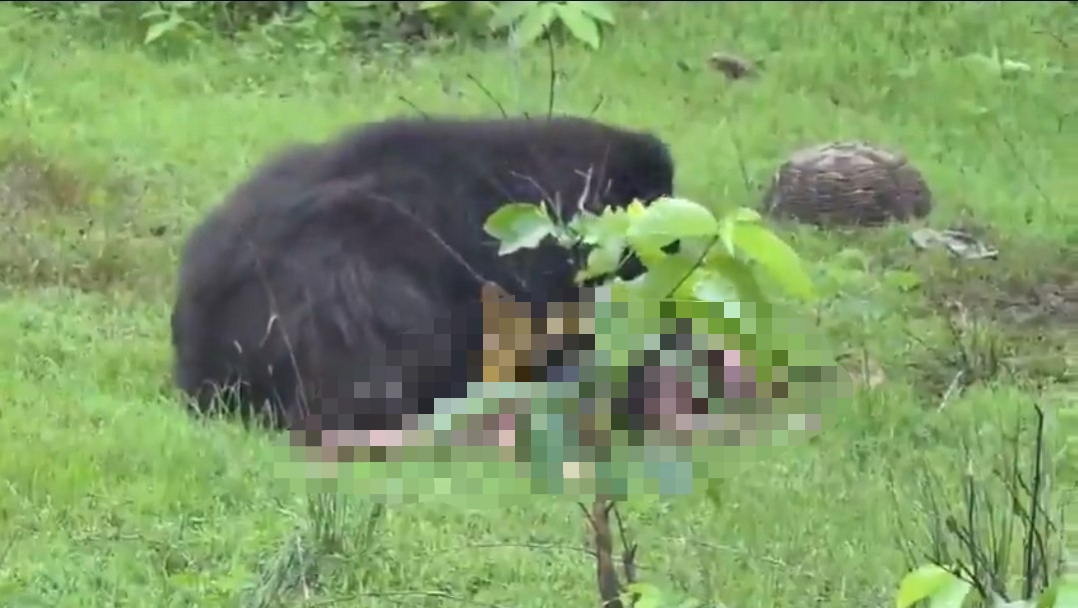 Beruang Sloth Mengamuk di Hutan Chhattisgarh India, Dua Saudara Kandung Tewas
