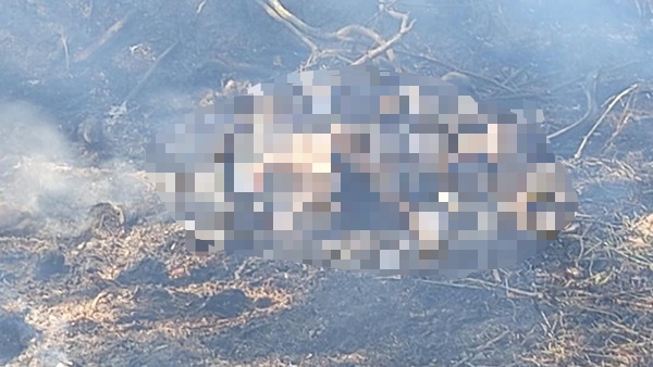 Petani 84 Tahun di Lampung Utara Tewas Terbakar Saat Bakar Lahan untuk Tanam Kangkung